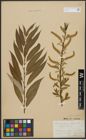 Foto von Salix alba L. x Salix fragilis L.